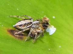 Leptofreya ambigua