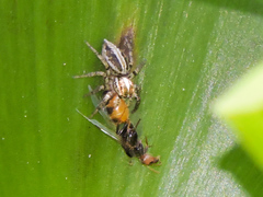 Leptofreya ambigua