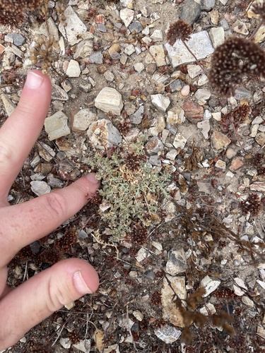 Coulter's saltbush (Atriplex coulteri)