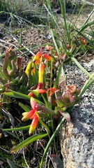 Lachenalia quadricolor