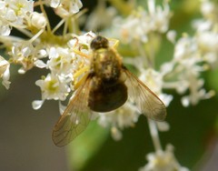 Eulonchus sapphirinus