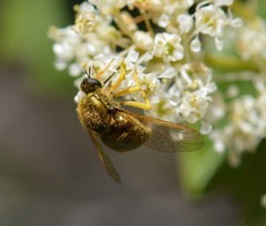 Eulonchus sapphirinus