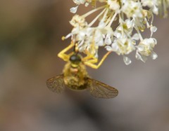 Eulonchus sapphirinus