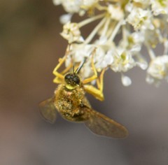Eulonchus sapphirinus