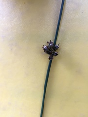 Juncus breweri