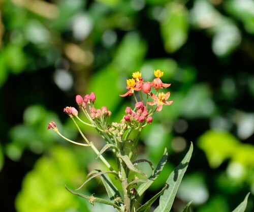 Asclepias curassavica observed 2024-09-17