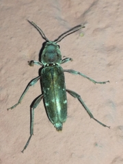 Xylotrechus smei