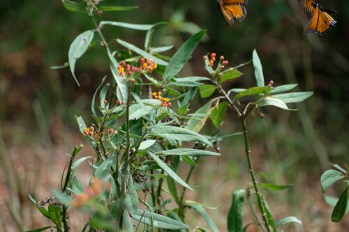 Asclepias curassavica observed 2024-09-17