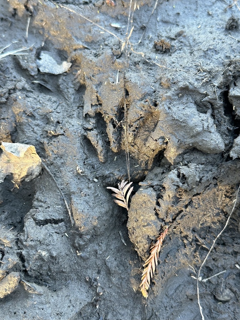 Spring Racoon Lake Common Raccoon from Spring Lake, Santa Rosa, CA, US on September 27 ...