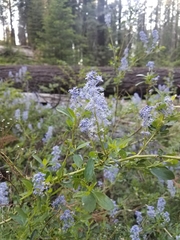 Ceanothus parvifolius