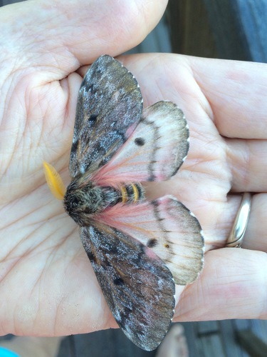 Pandora Pinemoth