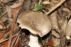 Amanita peltigera