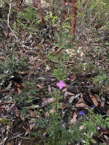 Image of Boronia gracilipes by (c) pimelea, some rights reserved (CC BY)