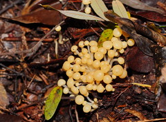 Vibrissea dura