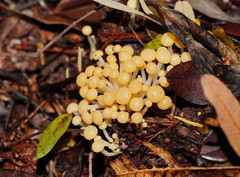Vibrissea dura