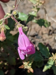 Penstemon richardsonii
