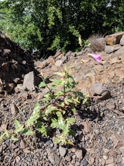 Penstemon richardsonii