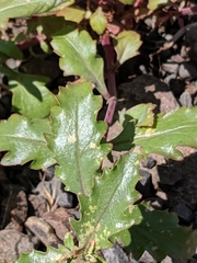 Penstemon richardsonii