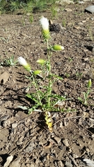 Cirsium cymosum