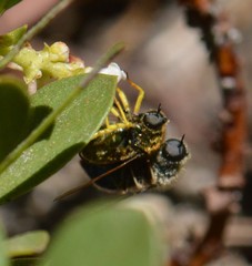 Eulonchus sapphirinus