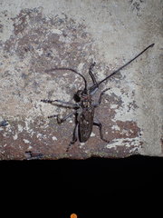 Monochamus carolinensis