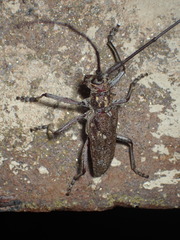 Monochamus carolinensis