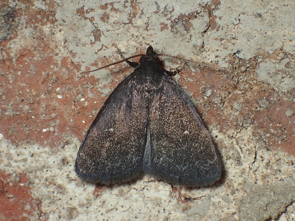 Rotund Idia Moth