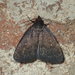 Rotund Idia Moth - Photo (c) John P Friel, some rights reserved (CC BY), uploaded by John P Friel
