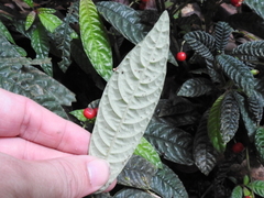 Hoffmannia pustulata