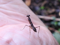 Thrinaconyx