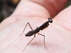 Thrinaconyx