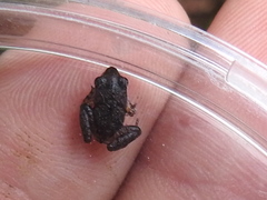 Craugastor crassidigitus