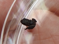 Craugastor crassidigitus