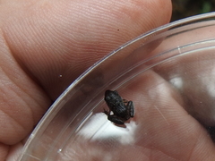 Craugastor crassidigitus