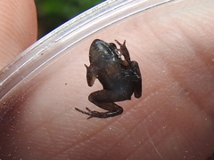 Craugastor crassidigitus