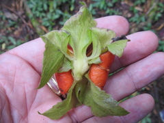 Drymonia alloplectoides
