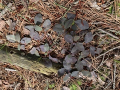 Euphorbia ipecacuanhae