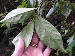 Xylosma