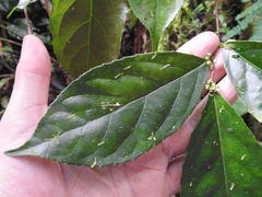 Xylosma