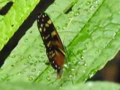 Heliconius ismenius