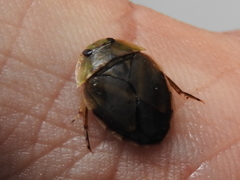 Naucoridae