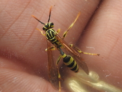 Mischocyttarus basimacula