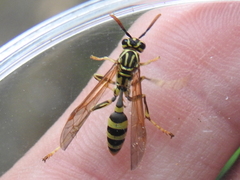 Mischocyttarus basimacula