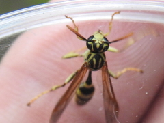 Mischocyttarus basimacula