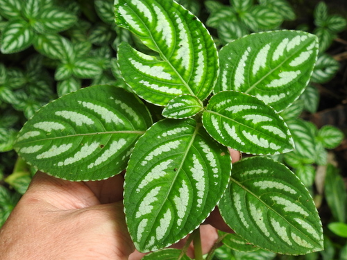 Image of Impatiens marianae by (c) Sam Kieschnick, some rights reserved (CC BY)