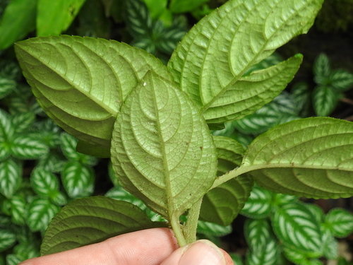 Image of Impatiens marianae by (c) Sam Kieschnick, some rights reserved (CC BY)