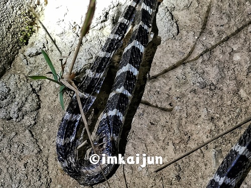 Many-banded Krait