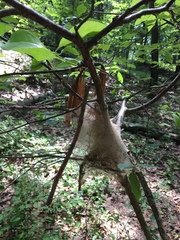 Malacosoma americana