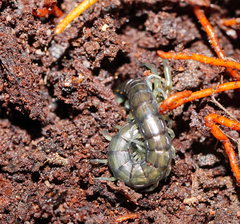 Cormocephalus esulcatus