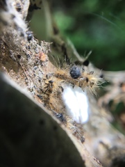 Malacosoma americana